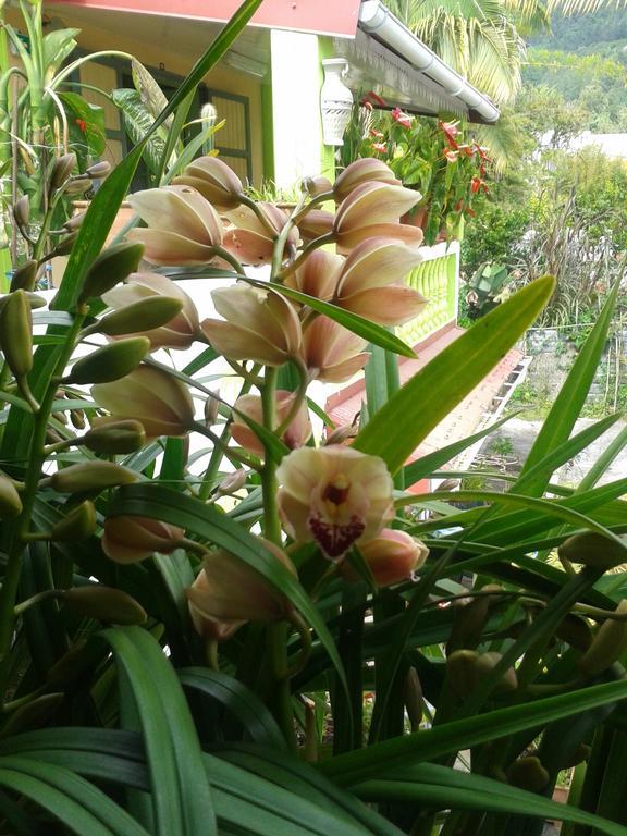 Chambres d'hôtes l'Orchidée Rose Salazie Esterno foto